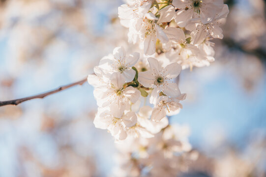 Beautiful blossoming tree on spring season. Close-up photo with great golden hour light.