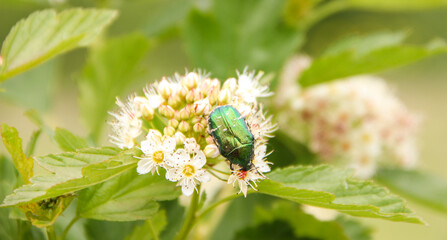  Flower chafer on white blooming tree