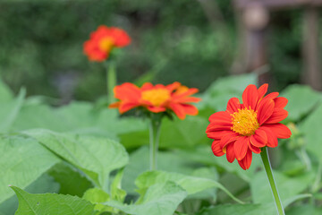 Close up  beautiful red Common Zinnia flower (Zinnia elegans) in green background.Selective focus Youth-and-age flower.