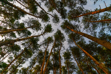 Bottom view of tall pine trees against a blue sky, background