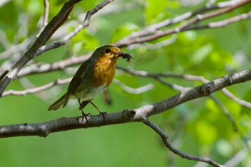 Robinbird on a branch