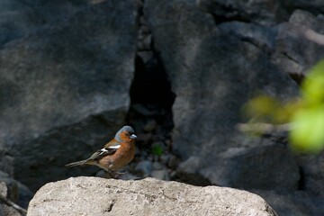 Common chaffinch in a closeup in Sweden