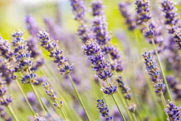 Naklejka premium A field of Lavandula angustifolia “Hidcote Blue”. It's also known as lavender, true lavender, English lavender or garden lavender.