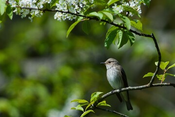 Spotted flycatcher on a branch
