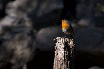 Robinbird on a branch