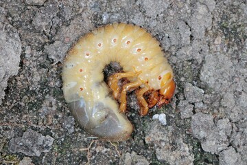 The larva of the May beetle Common Cockchafer or May Bug (Melolontha melolontha).