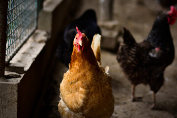 Young beautiful hen looking straight and agressive into camera. Slovak village farm with domestic animals.
