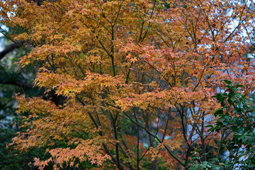 maple in autumn color