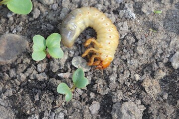 The larva of the May beetle Common Cockchafer or May Bug (Melolontha melolontha).