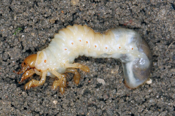 The larva of the May beetle Common Cockchafer or May Bug (Melolontha melolontha).