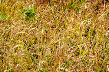 Patch of gold and red topped swtichgrass