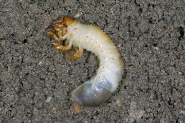 The larva of the May beetle Common Cockchafer or May Bug (Melolontha melolontha).