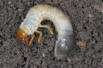 The larva of the May beetle Common Cockchafer or May Bug (Melolontha melolontha).