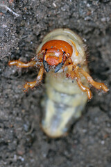 The larva of the May beetle Common Cockchafer or May Bug (Melolontha melolontha).