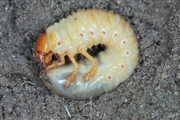 The larva of the May beetle Common Cockchafer or May Bug (Melolontha melolontha).