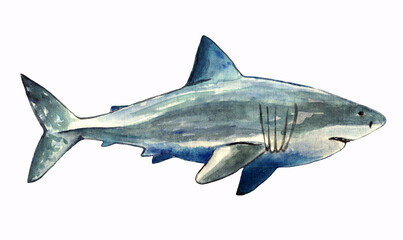 Hand drawn watercolor grey Shark. Underwater sea life