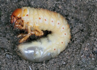 The larva of the May beetle Common Cockchafer or May Bug (Melolontha melolontha).