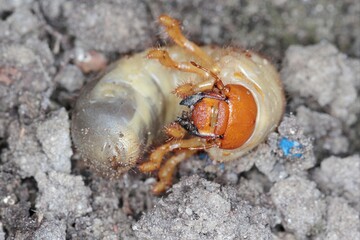 The larva of the May beetle Common Cockchafer or May Bug (Melolontha melolontha).