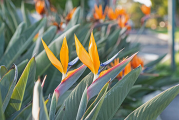 bird of paradise in winter sunset