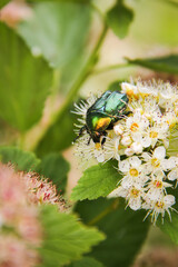  Flower chafer on white blooming tree