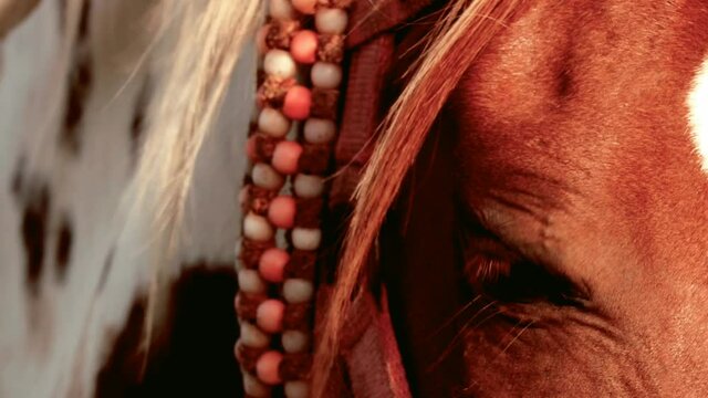Horse face closeup,horse hair and eyes,half of horse head,Close up of horse eye and ears,selective focus without noise,white and brown horse
