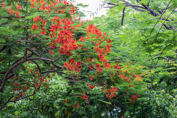 Beautiful orange flower in a garden.Selective focus colorful Delonix Regia flower in the sky background.Also called Royal Poinciana, Flamboyant, Flame Tree.