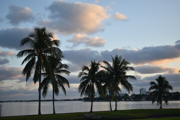 Fototapeta na wymiar palm trees at dusk