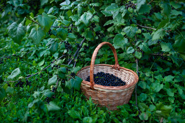Fototapeta na wymiar Basket with blackcurrants against the background of a green Bush with ripe berries