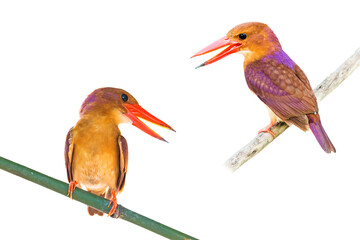 ruddy kingfisher (Halcyon coromanda) isolate on white background.