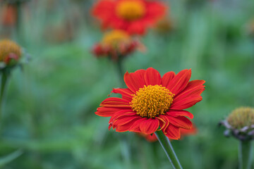 Selective focus Youth-and-age flower.(Zinnia elegans) 