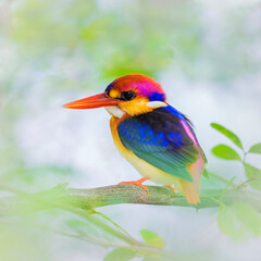 The Oriental dwarf kingfisher (Ceyx erithaca), black-backed kingfisher or three-toed kingfisher