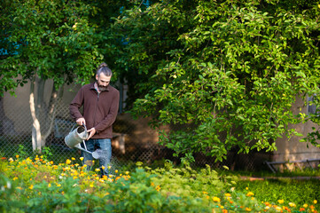 Bearded man is watering yellow flowers from a watering can. Care of plants in the country. Care and cultivation of calendula. Watering flowers in the country