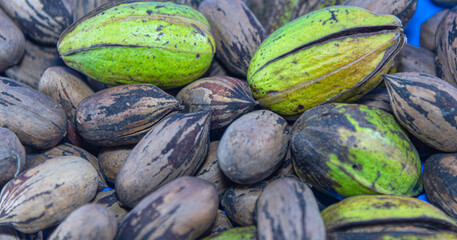 Heaped fruits of pecan or pecan (Carya illinoinensis)