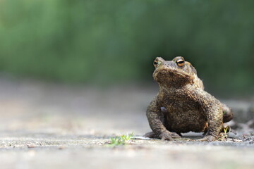 großer brauner Frosch Kröte sitzt allein auf einem Waldweg  Nahaufnahme