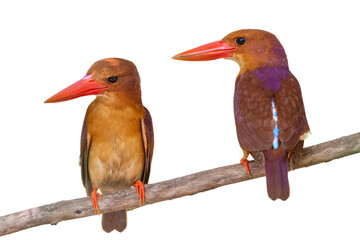 ruddy kingfisher (Halcyon coromanda) isolate on white background.