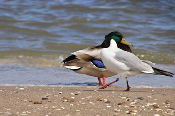 Stockente und Lachmöwe dicht zusammen am Strand -Nahaufnahme