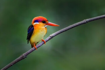 The Oriental dwarf kingfisher (Ceyx erithaca), black-backed kingfisher or three-toed kingfisher