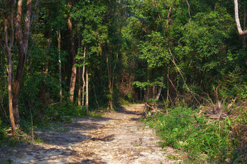 Road into the jungles of tropical island