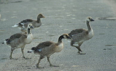 Gänseküken - Familie Gans macht einen Ausflug