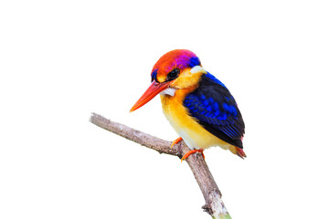 The Oriental dwarf kingfisher (Ceyx erithaca), black-backed kingfisher or three-toed kingfisher isolate on white background.