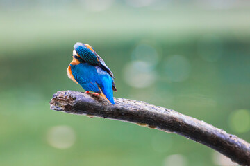 The Common Kingfisher (Alcedo atthis),Eurasian Kingfisher or river Kingfisher.