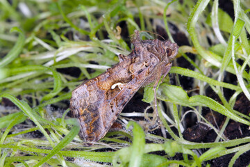 The Silver Y (Autographa gamma) is a migratory moth of the family Noctuidae. Caterpillars of this owlet moths are pests more than 200 different species of plants including crops.