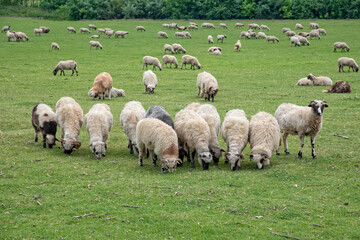 Obraz na płótnie Canvas Flock Of Sheep In Green Pasture