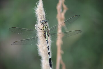 Dragonfly