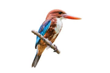 white-throated kingfisher (Halcyon smyrnensis) isolate on white background.