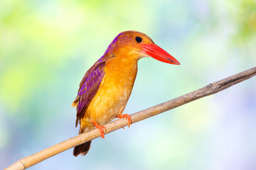 ruddy kingfisher (Halcyon coromanda)