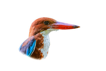 white-throated kingfisher (Halcyon smyrnensis) isolate on white background.