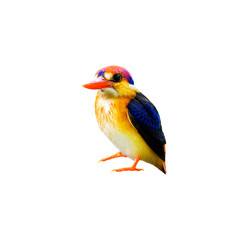 The Oriental dwarf kingfisher (Ceyx erithaca), black-backed kingfisher or three-toed kingfisher isolate on white background.