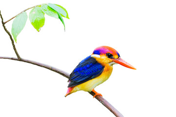 The Oriental dwarf kingfisher (Ceyx erithaca), black-backed kingfisher or three-toed kingfisher isolate on white background.