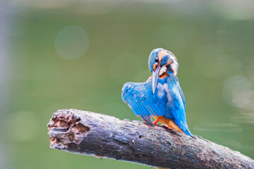 The Common Kingfisher (Alcedo atthis),Eurasian Kingfisher or river Kingfisher.